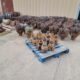 Surplus Drill Bits
