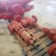 11″ x 5M Shaffer LWS DBL Ram BOP’s