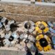 BX Elevator Bushings
