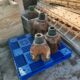 Hughes Smith Drill Bits