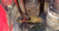 NOV ST-80C Iron Roughneck